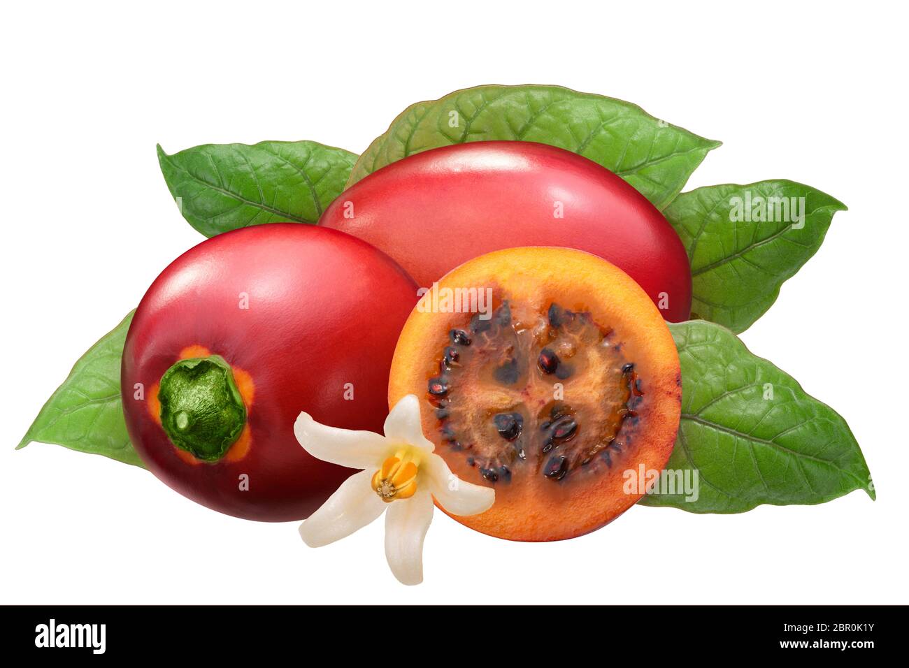 Tamarillo (Solanum betaceum) Früchte mit Blättern Stockfoto