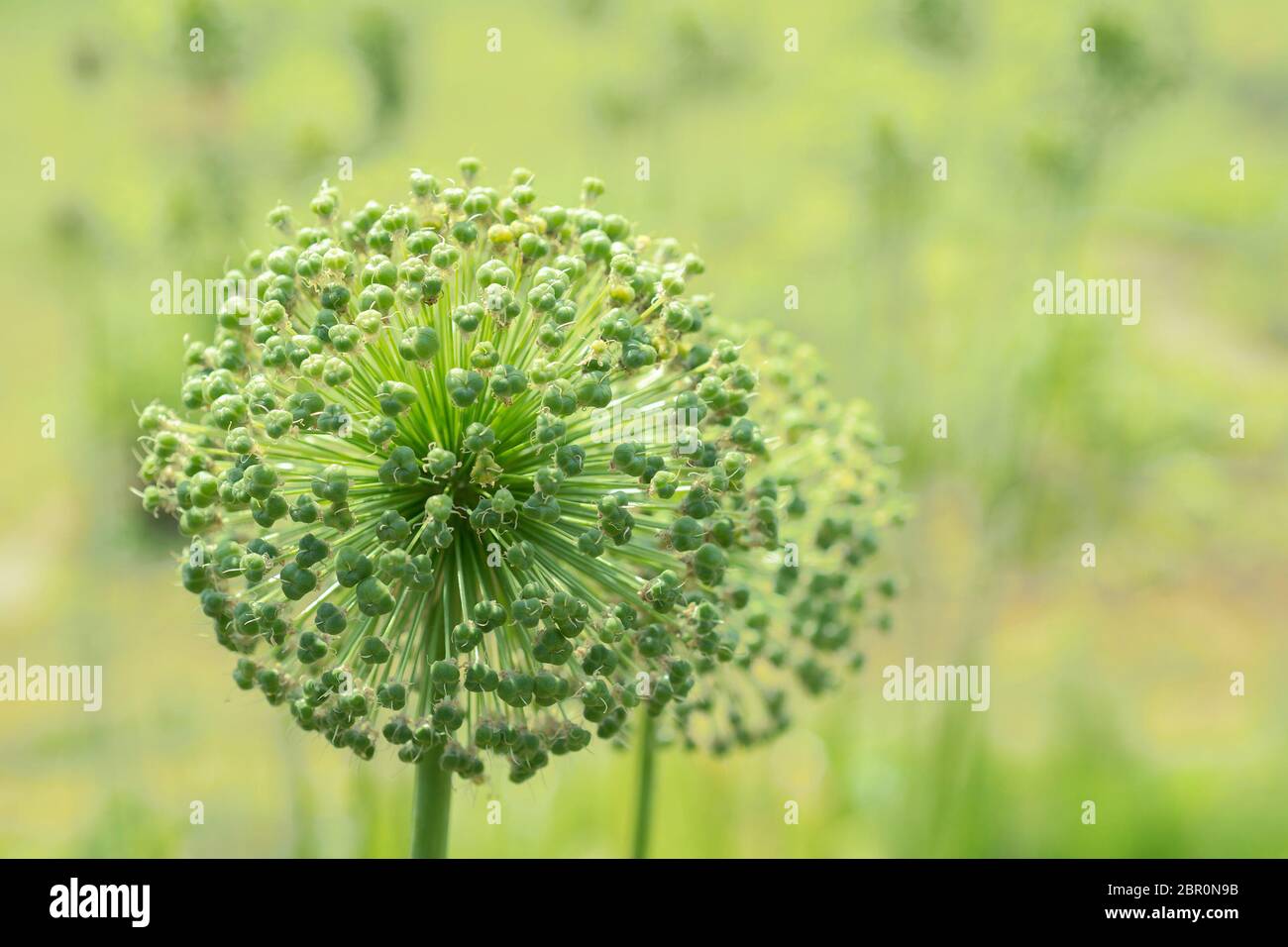 Blume Allium Nutans lila. Zwiebeln Stockfoto