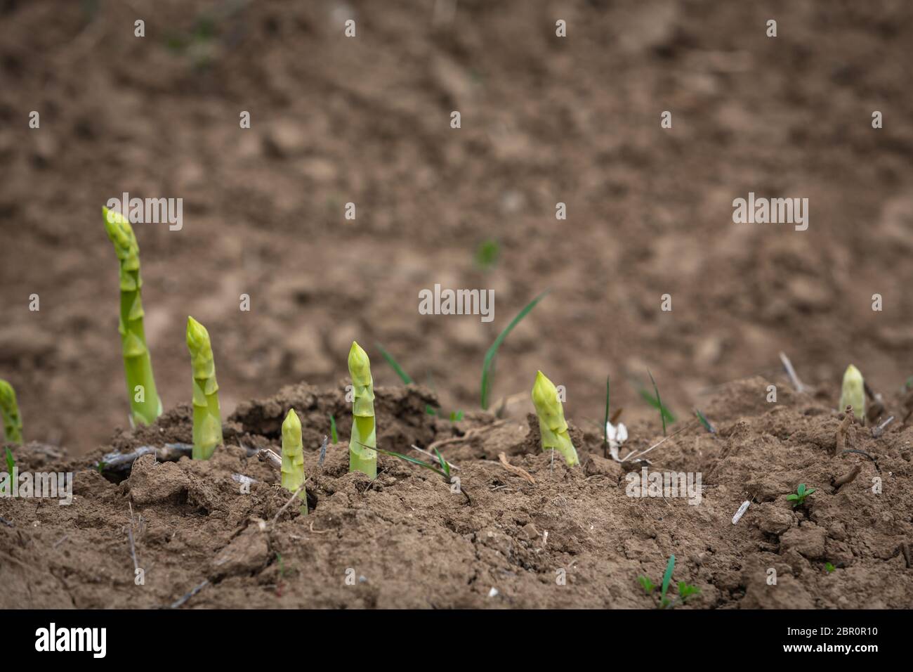 Junge grüne Spargel Triebe auf dem Feld Stockfoto