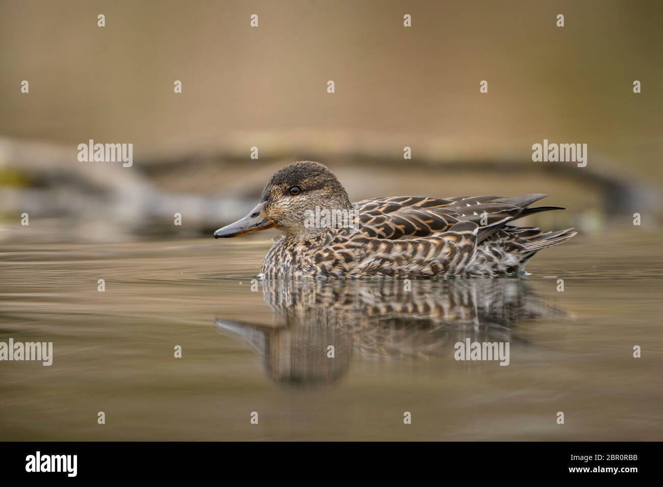 Grünflügelige Blaualge - Anas crecca, schöne bunte kleine Ente aus dem euroasiatischen Süßwasser, Zlin, Tschechische Republik. Stockfoto