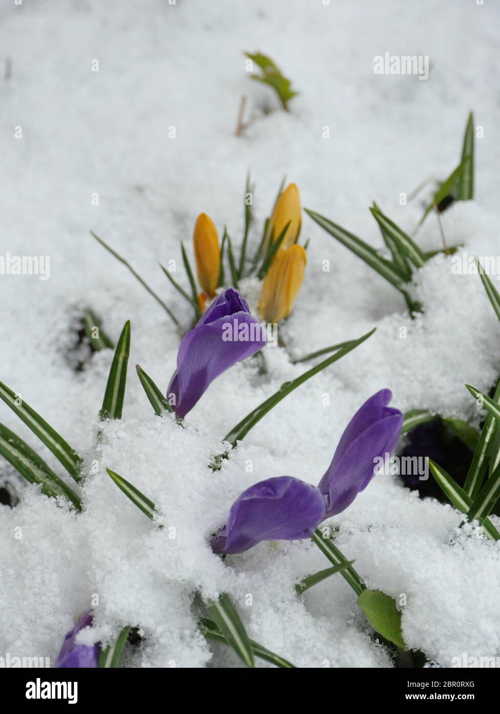 Krokus violett Frühling Blumen in weiß schnee Stockfoto