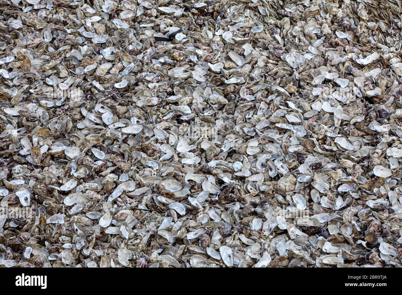 Tausende von leeren Schalen von gegessen Austern auf Meeresboden in Cancale, berühmt für Auster Betriebe verworfen. Bretagne, Frankreich Stockfoto