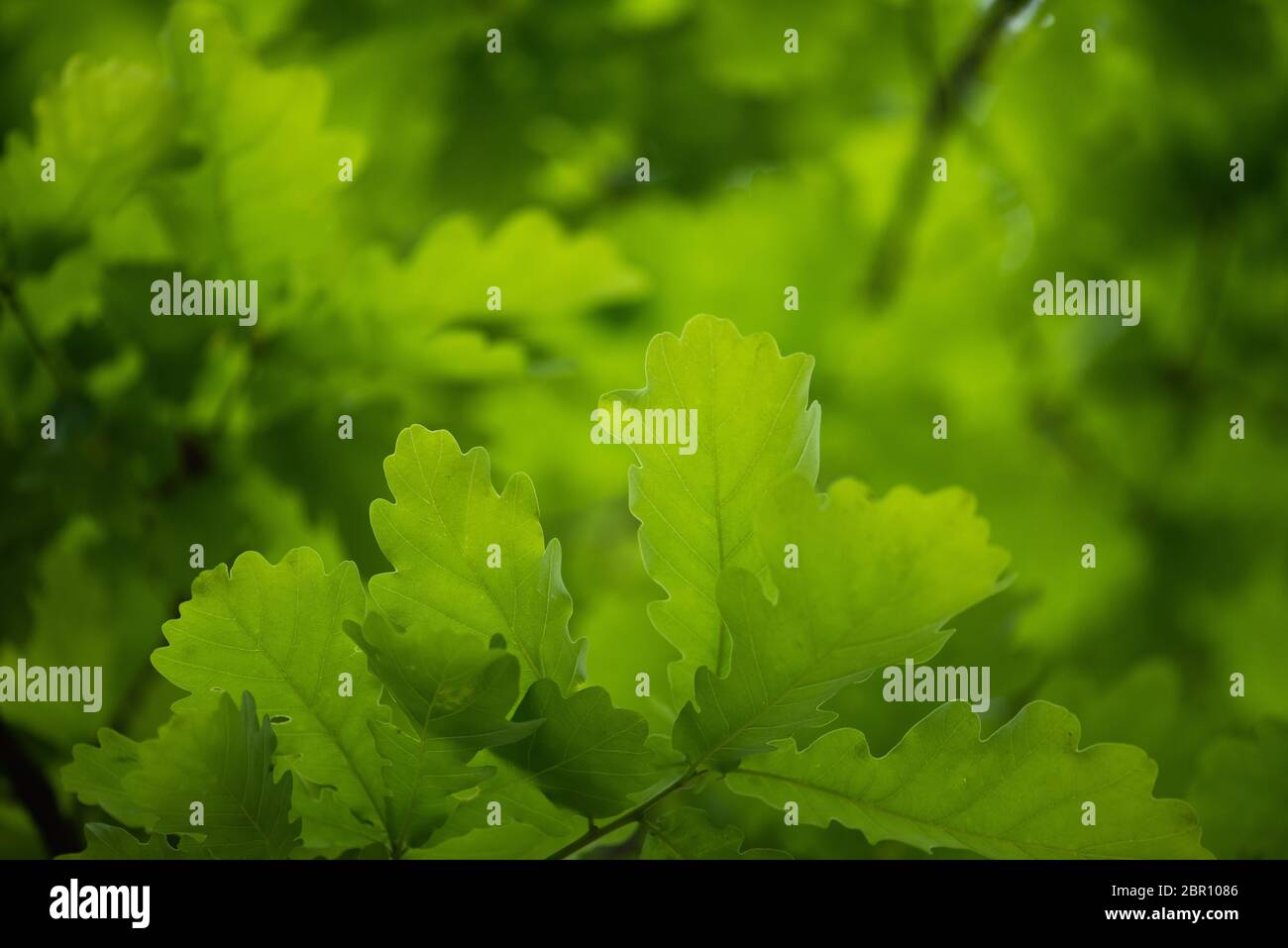 Leuchtend grüne Eiche Laub Textur. Hintergrund Frühling. Stockfoto