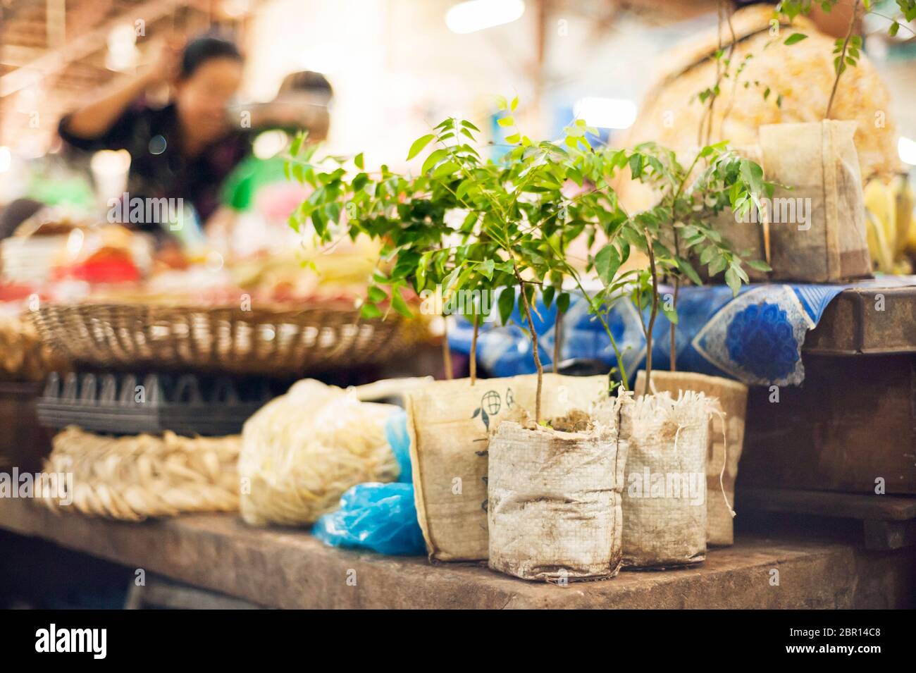 Pflanzen mit recycelten Töpfen auf einem Markt zu verkaufen. Siem Reap, Kambodscha, Südostasien Stockfoto