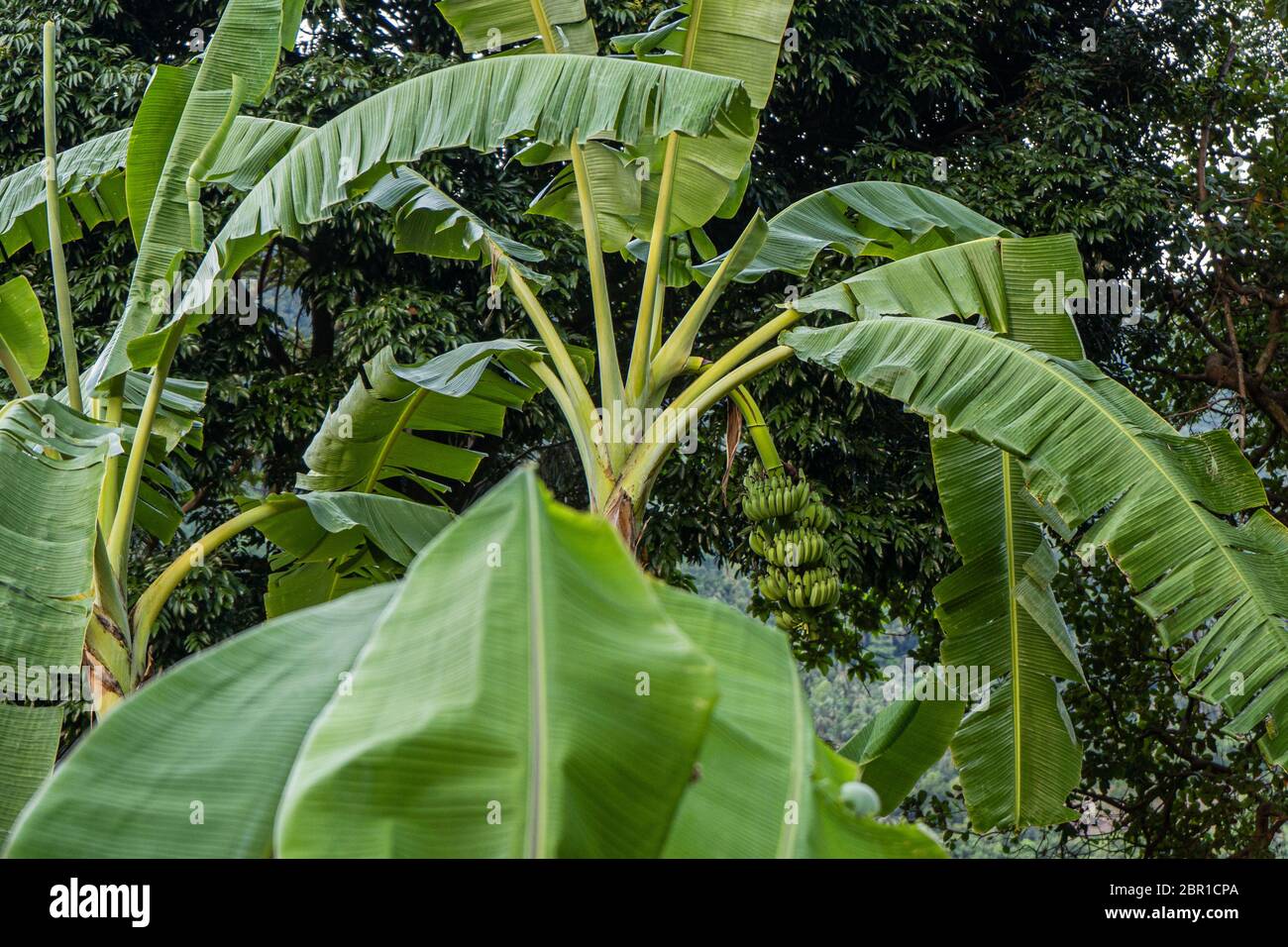 Echter bananenbaum mit bananen Fotos und Bildmaterial in hoher