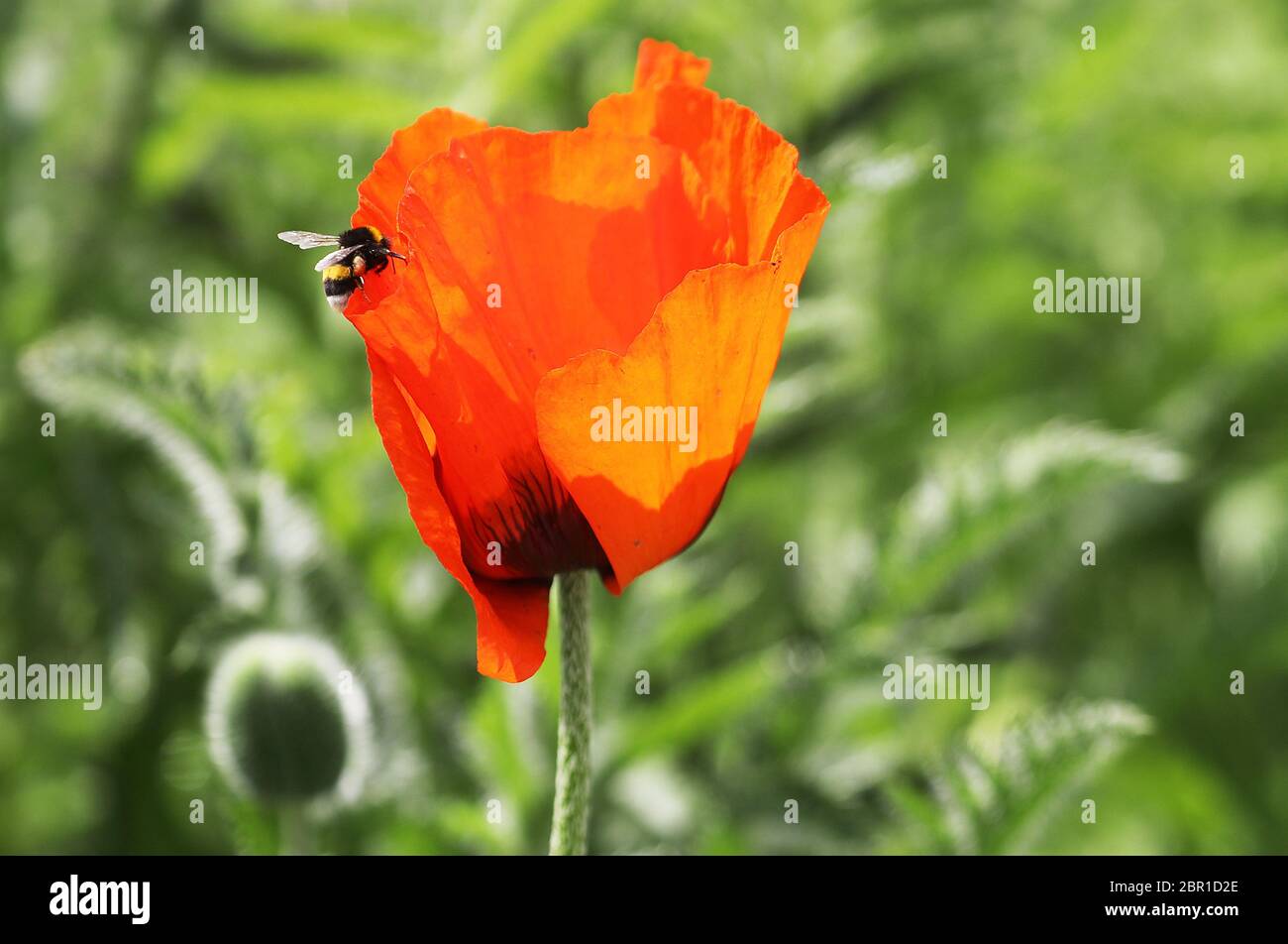 20. Mai 2020, Nordrhein-Westfalen, Königswinter: Eine Hummel fliegt in eine Mohnblume. Foto: Oliver Berg/dpa Stockfoto