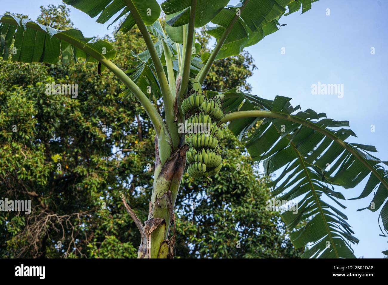48+ Bananenbaum Mit Bananen, Probieren sie doch mal, diese vegane