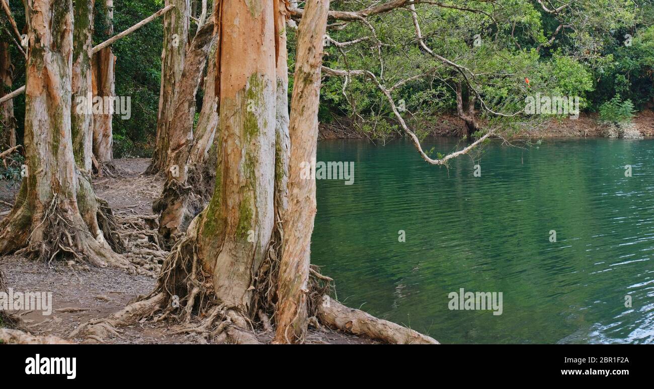 Wunderschöner See Teich Stockfoto