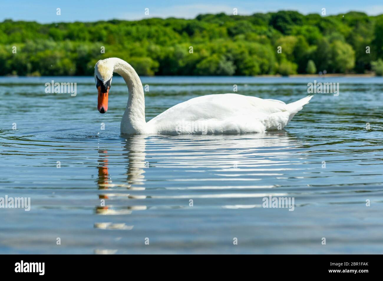 London, Großbritannien. 20 Mai 2020. UK Wetter - EIN stummer Schwan (Cygnus olor) geht bei Sonnenschein und warmem Wetter am Ruislip Lido im Nordwesten Londons ans Wasser. Die Prognose ist, dass die Temperaturen auf 29C steigen, den heißesten Tag des Jahres bisher. Kredit: Stephen Chung / Alamy Live News Stockfoto