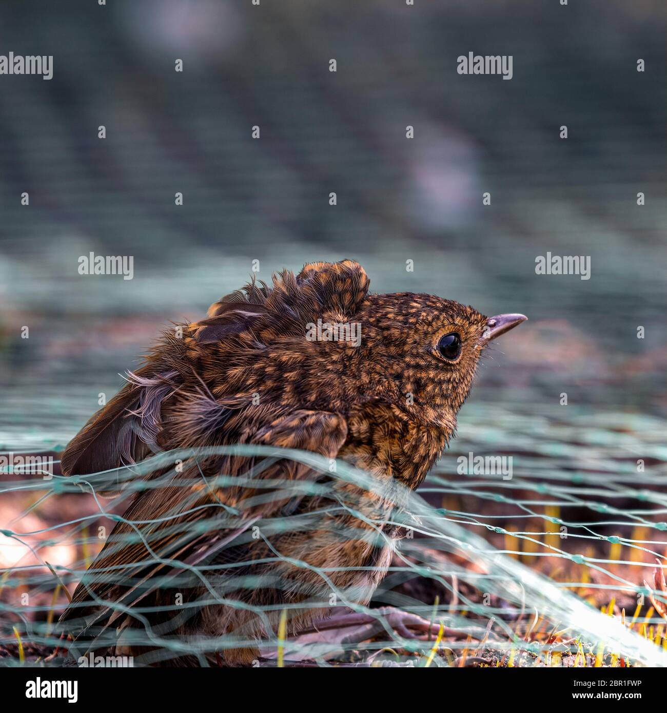 Jungkrautvogel (Erithacus rubecula) im Gartengeflecht gefangen Stockfoto