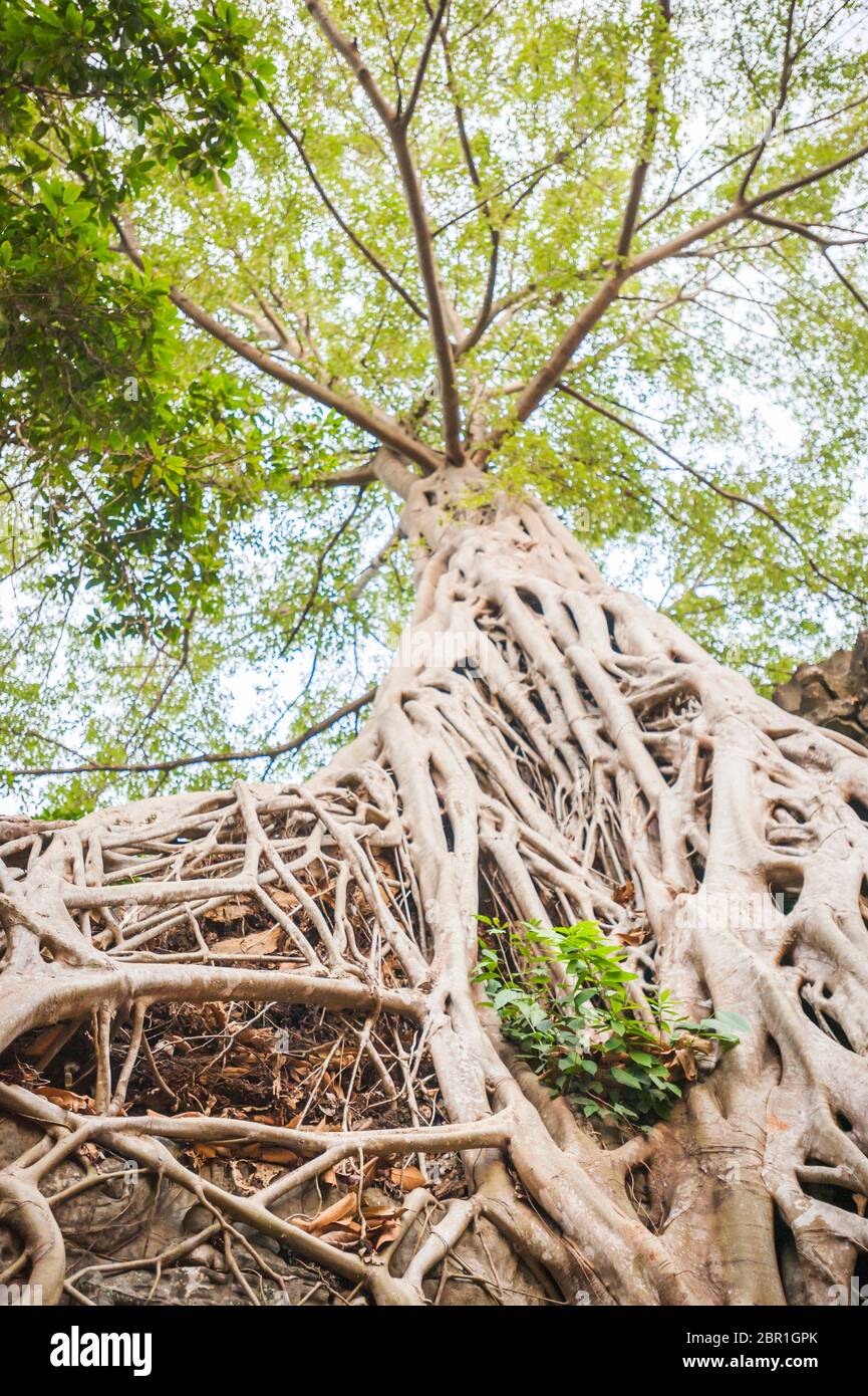 Riesige Würger Feigenbaum Wurzeln. Ta Prohm Temple. Angkor, UNESCO-Weltkulturerbe, Provinz Siem Reap, Kambodscha, Südostasien Stockfoto