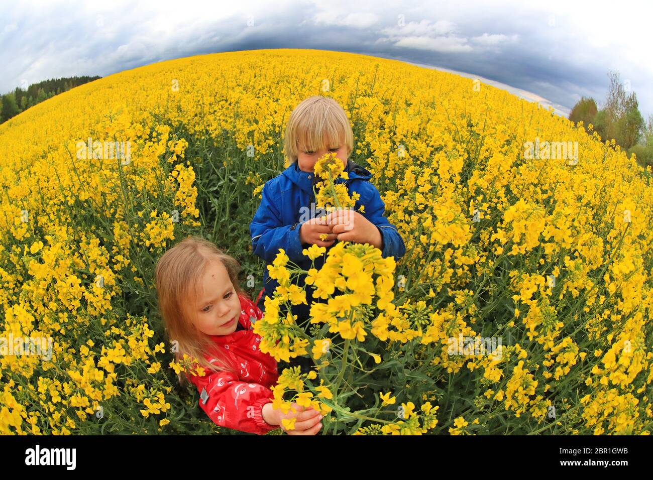 Minsk, Weißrussland. Mai 2020. Kinder spielen auf einem cole-Blumenfeld in Minsk, der Hauptstadt von Belarus, am 19. Mai 2020. Kredit: Henadz Zhenkov/Xinhua/Alamy Live News Stockfoto