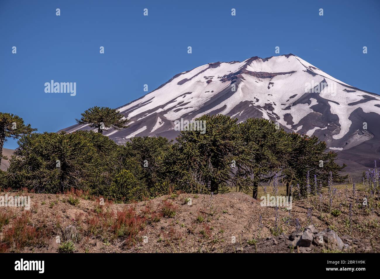 Der Lonquimay ist ein aktiver Vulkan zwischen den Nationalen Schutzgebieten Reserva Nacional Malalcahuello und Reserva Nacional Nalcas im Nordosten Ar Stockfoto