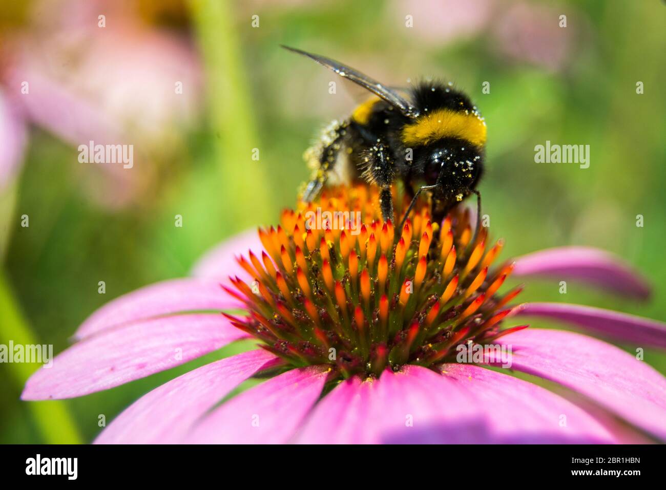 Hummel, die eine Echinacea genießen Stockfoto