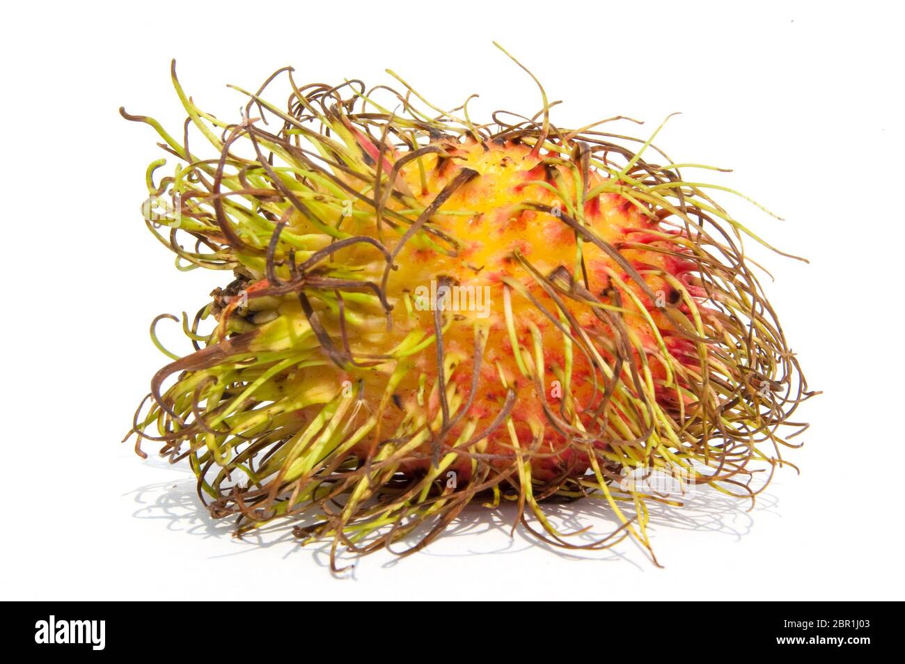 Seitenansicht eines im Studio eingefangenen Rambutans Stockfoto