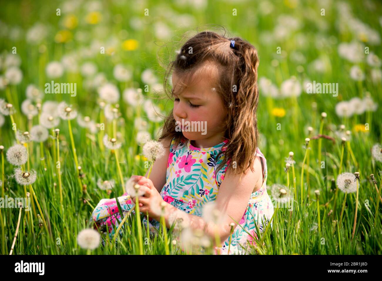 Paisley, Schottland, Großbritannien. Mai 2020. Maggie McNulty, 3, aus Kilbarchan in Renfrewshire spielt Löwenzahn auf den St James Playing Fields, Paisley, Renfrewshire an dem wärmsten Tag des Jahres bisher. Die normalerweise St James Fußballfelder sind sorgfältig von Bodenpersonal gemäht, aber mit Löwenzahn und langem Gras seit der Sperrung des Coronavirus überwuchert. Quelle: Chris McNulty/Alamy Live News Stockfoto