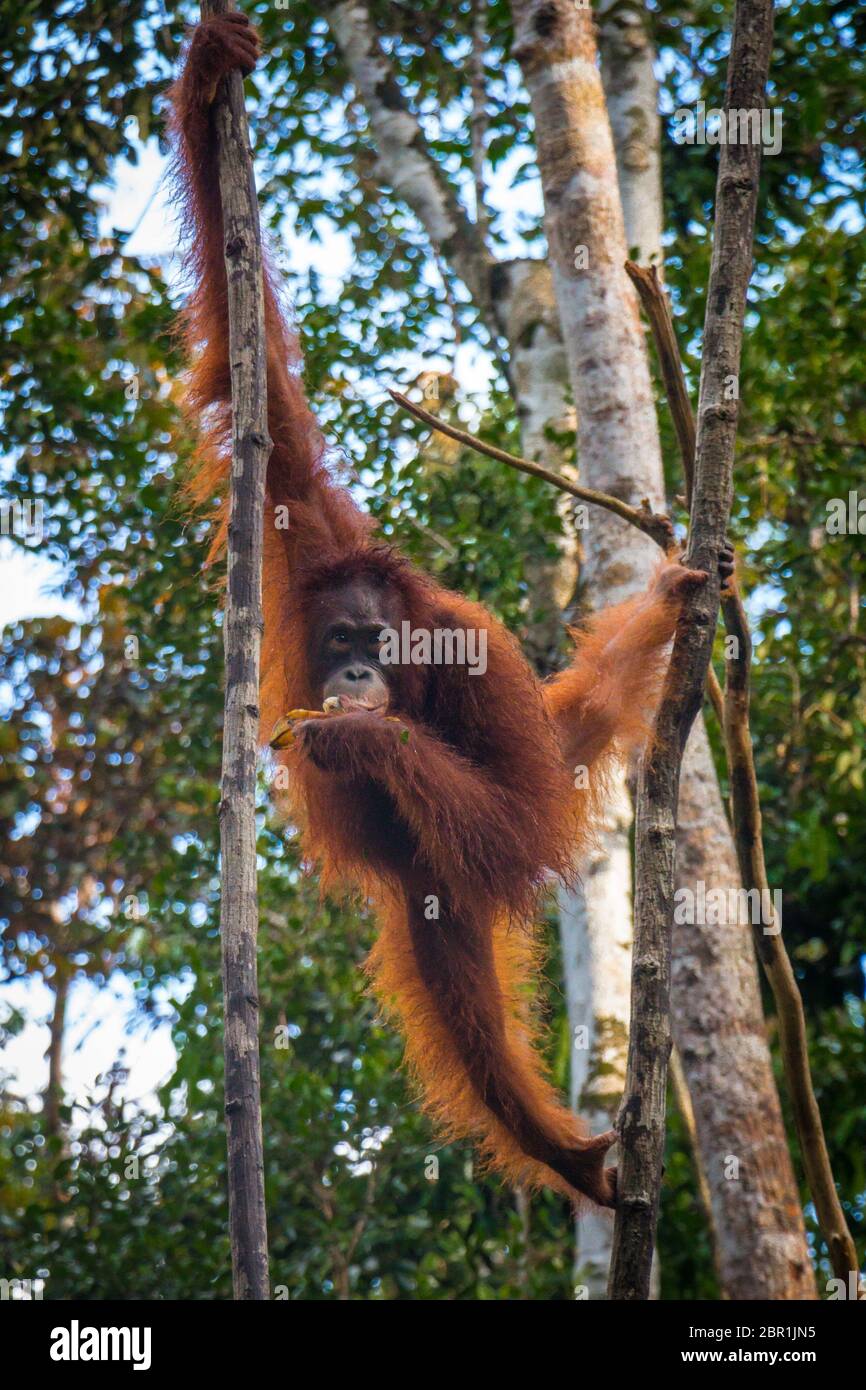 Ein Orang-utan frisst Bananen, wie er in einem Baum in den Dschungel von Borneo haengt Stockfoto