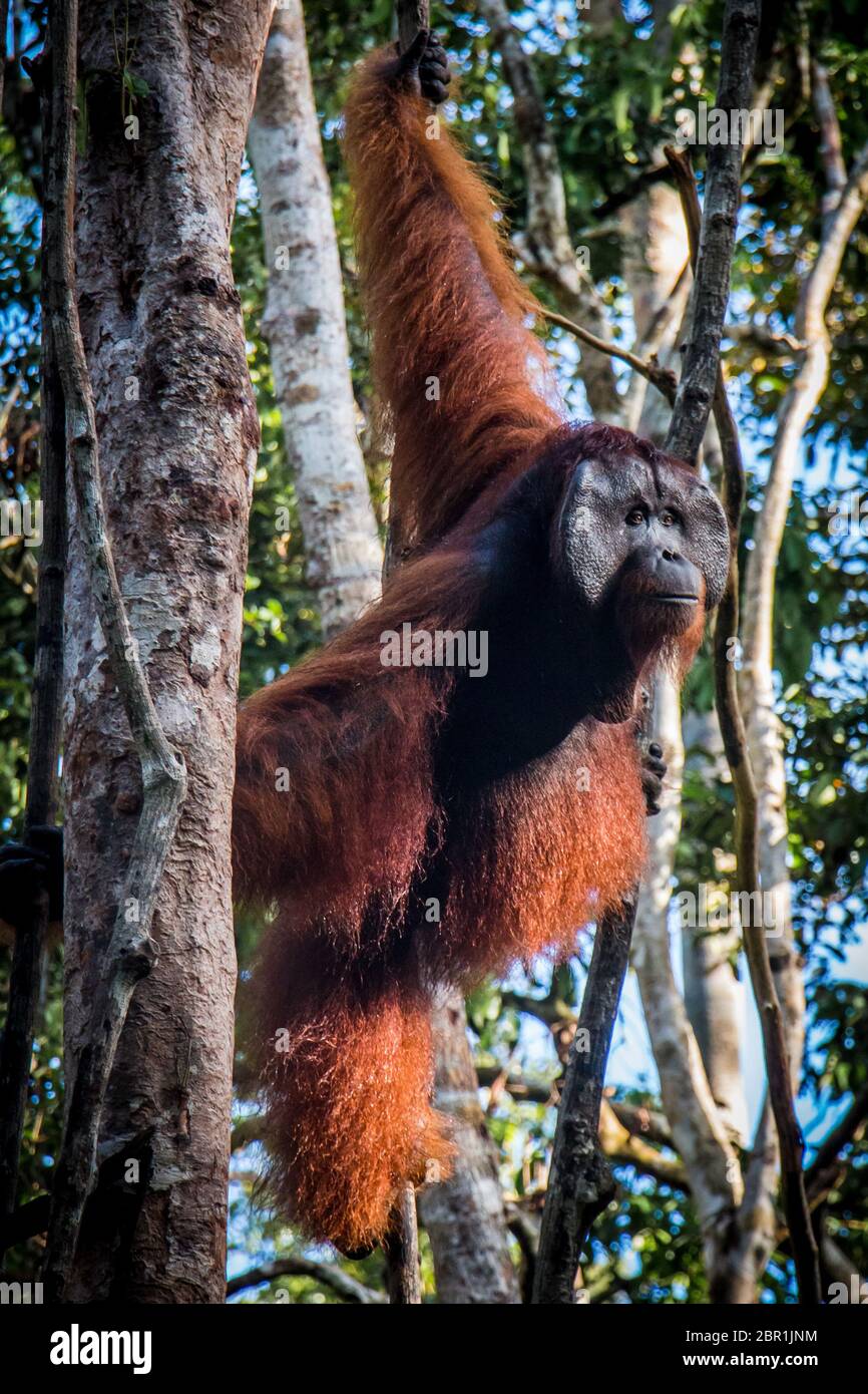 Ein männlicher Orang-utan, steht sie in einem Baum im Dschungel von Borneo Stockfoto