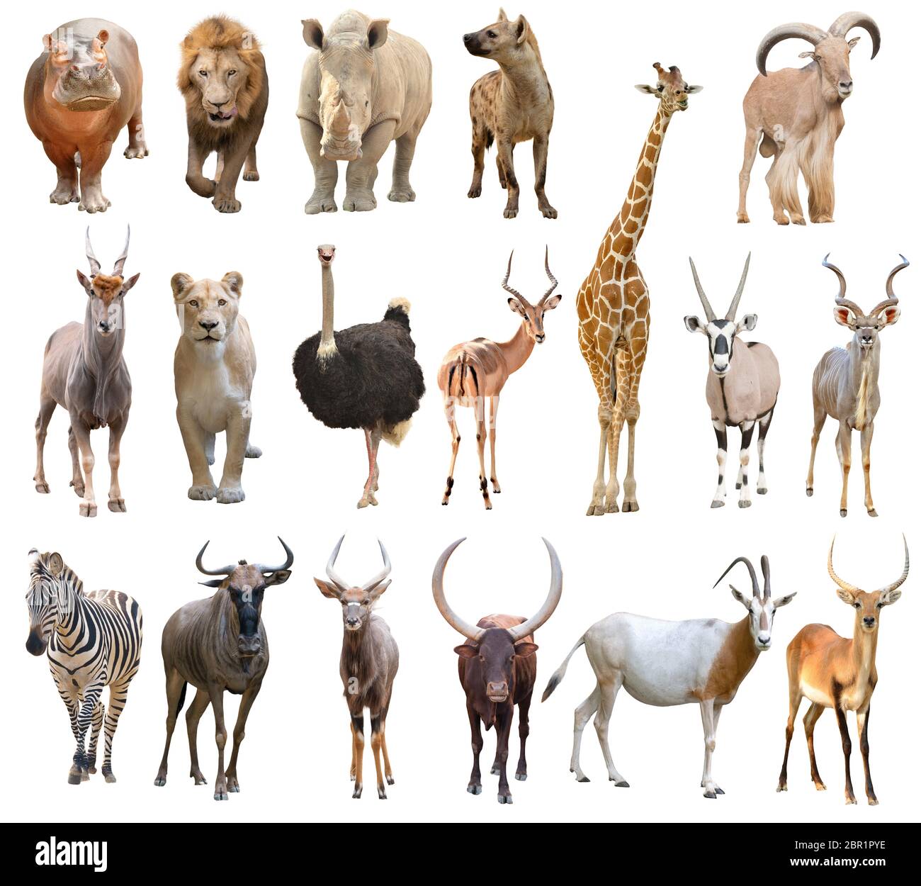 Sammlung von afrika Tier isoliert auf weißem Hintergrund Stockfoto