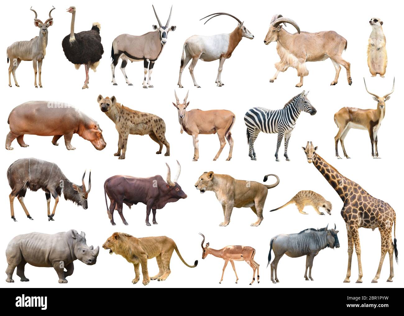 Sammlung von afrika Tier isoliert auf weißem Hintergrund Stockfoto