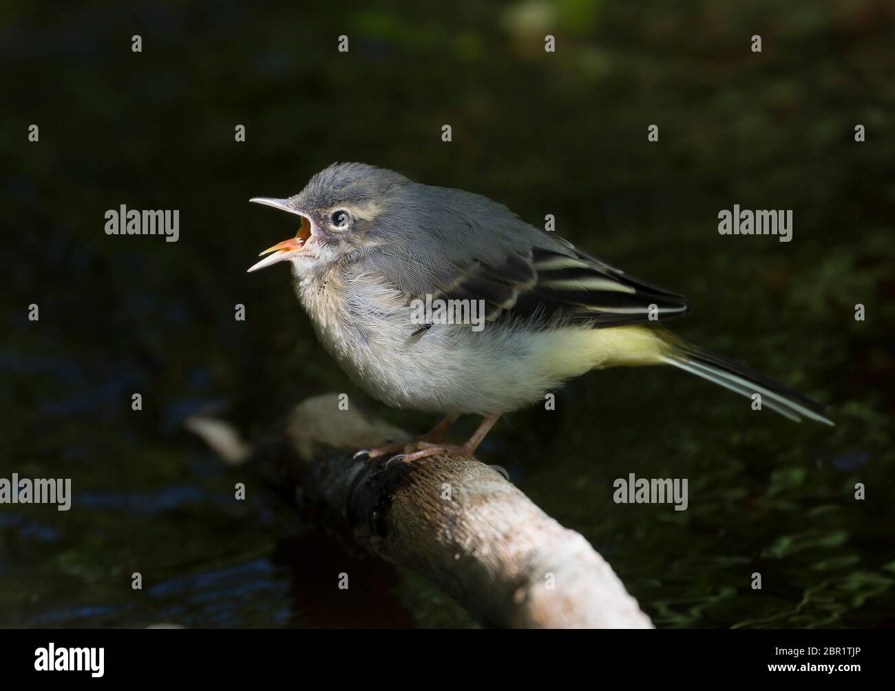 Seitenansicht Nahaufnahme der wilden, juvenilen grauen Bachstelze (Motacilla cinerea), die auf dem Flusslauf nach Nahrung ruft. Baby stelzenschwänze junge Küken. Stockfoto