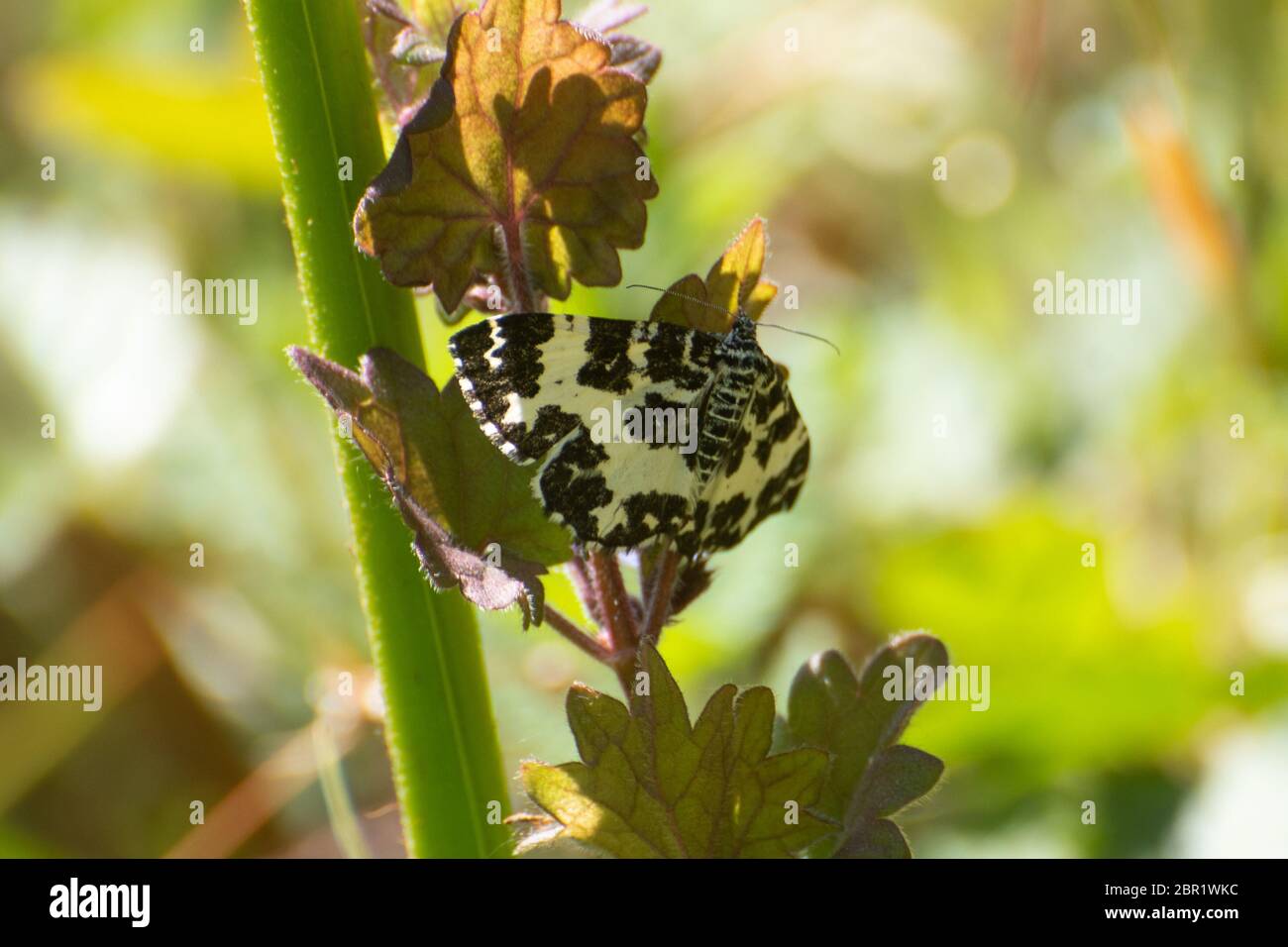 Argent und Soble Motte (Rheumaptera hastate), ein tagenfliegender Motte der Familie Geometridae mit schwarz-weißen Markierungen, UK Stockfoto
