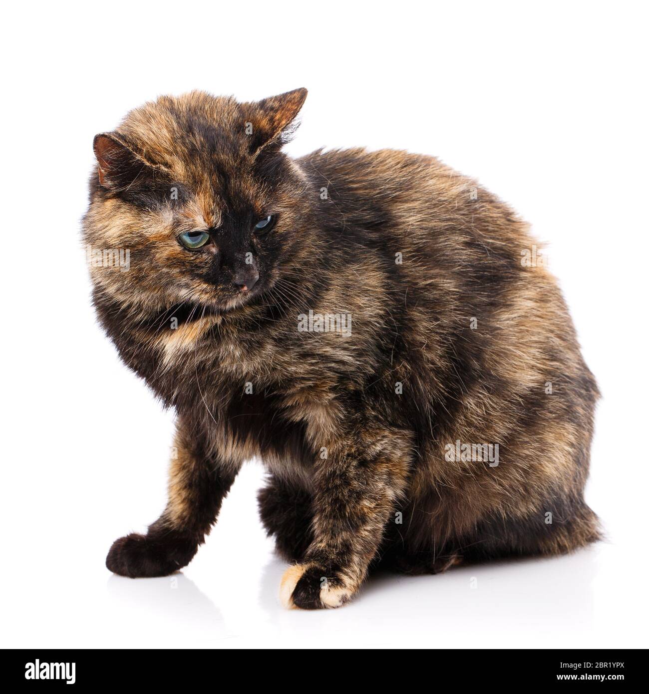 Dunkle Katze auf einem weißen Hintergrund. Grünäugige Katze. Heimatlose Katze ist auf der Suche nach einem Zuhause. Stockfoto