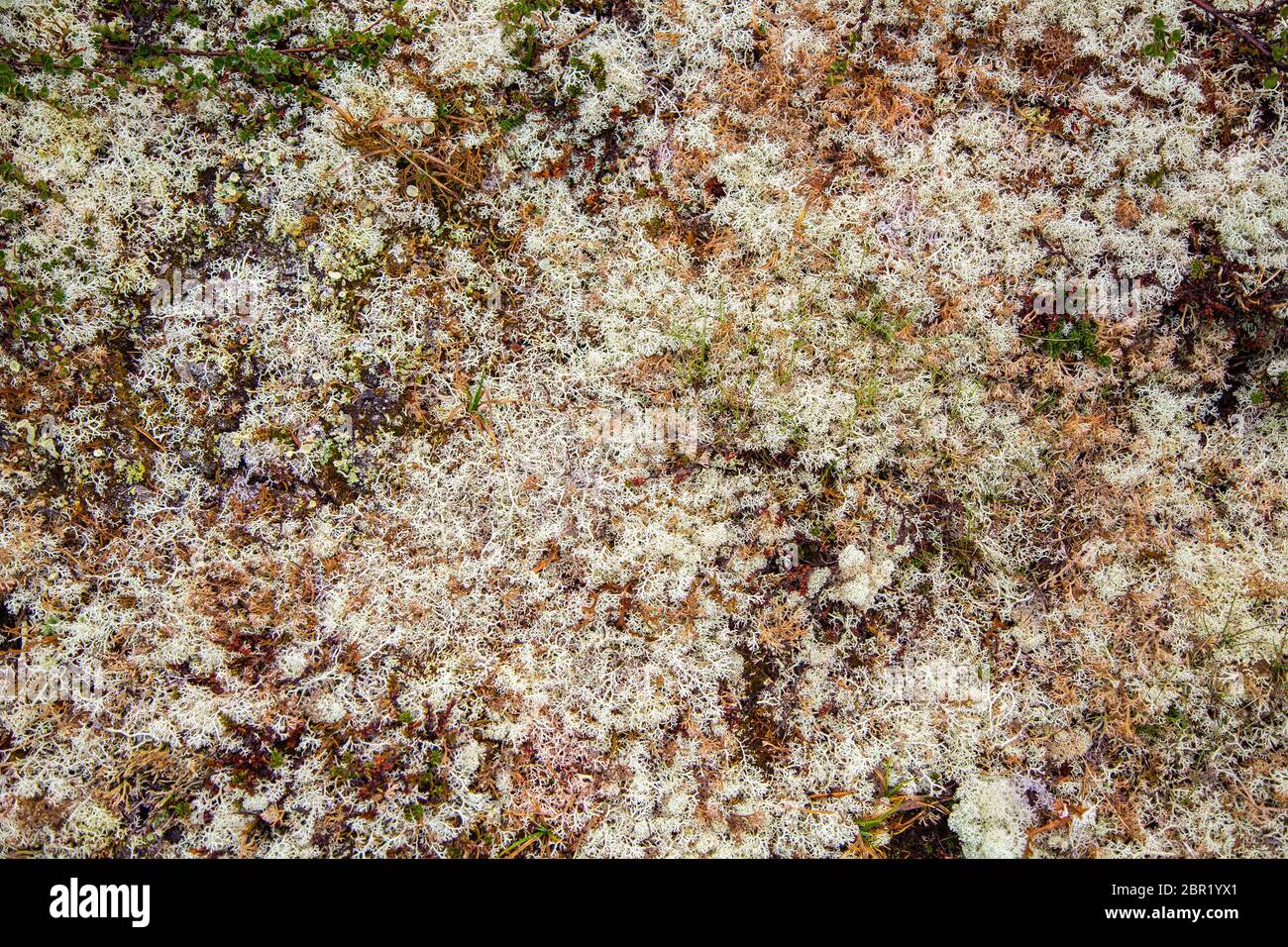 Felsen überwachsen mit White Moss. Teppich moss Weiß. Moos auf einer Felswand. Relief und die Textur von Stein mit Mustern und Moos. Stockfoto