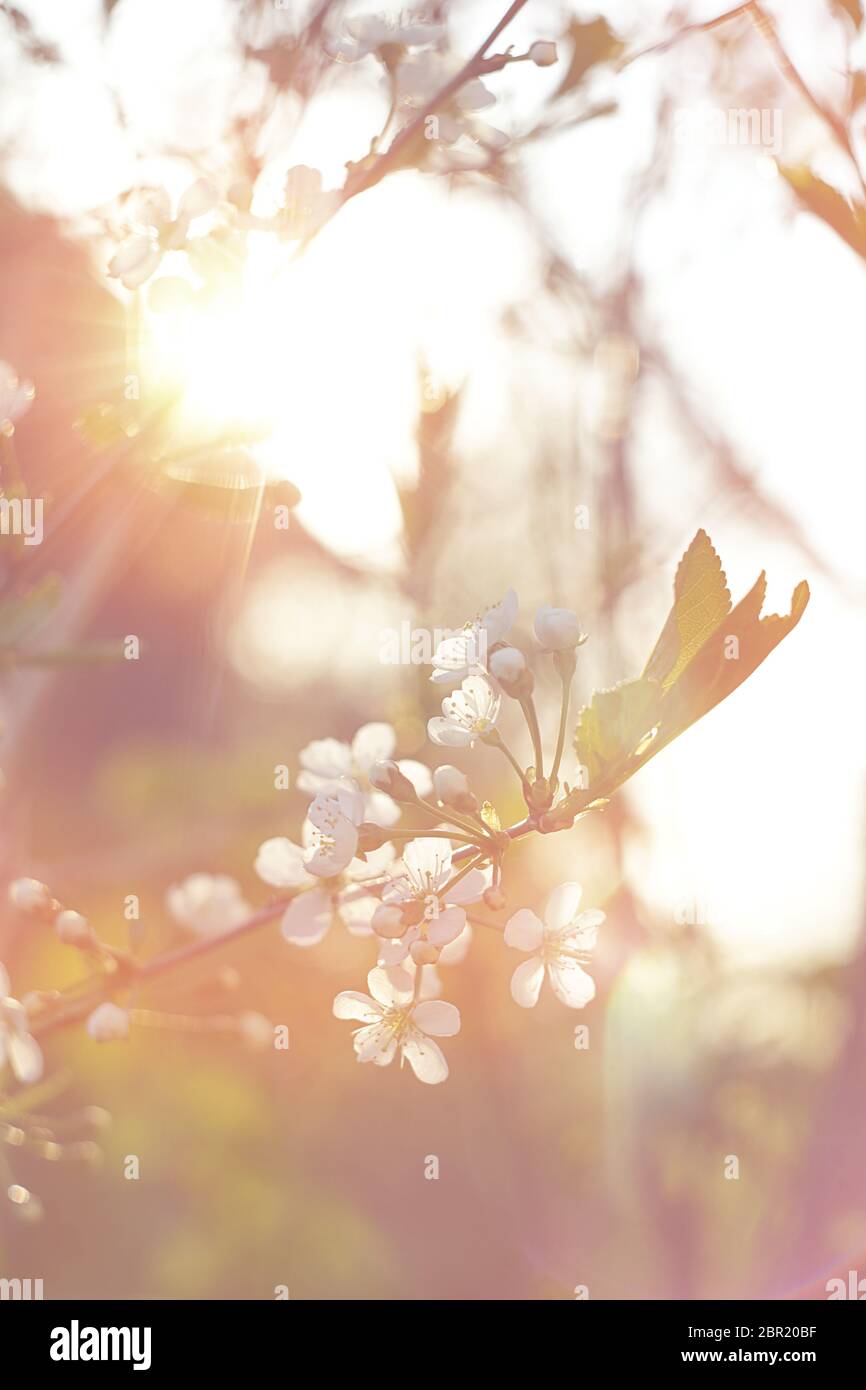 Kirschblüte Abend Licht Sonnenstrahlen Nahaufnahme Stockfoto