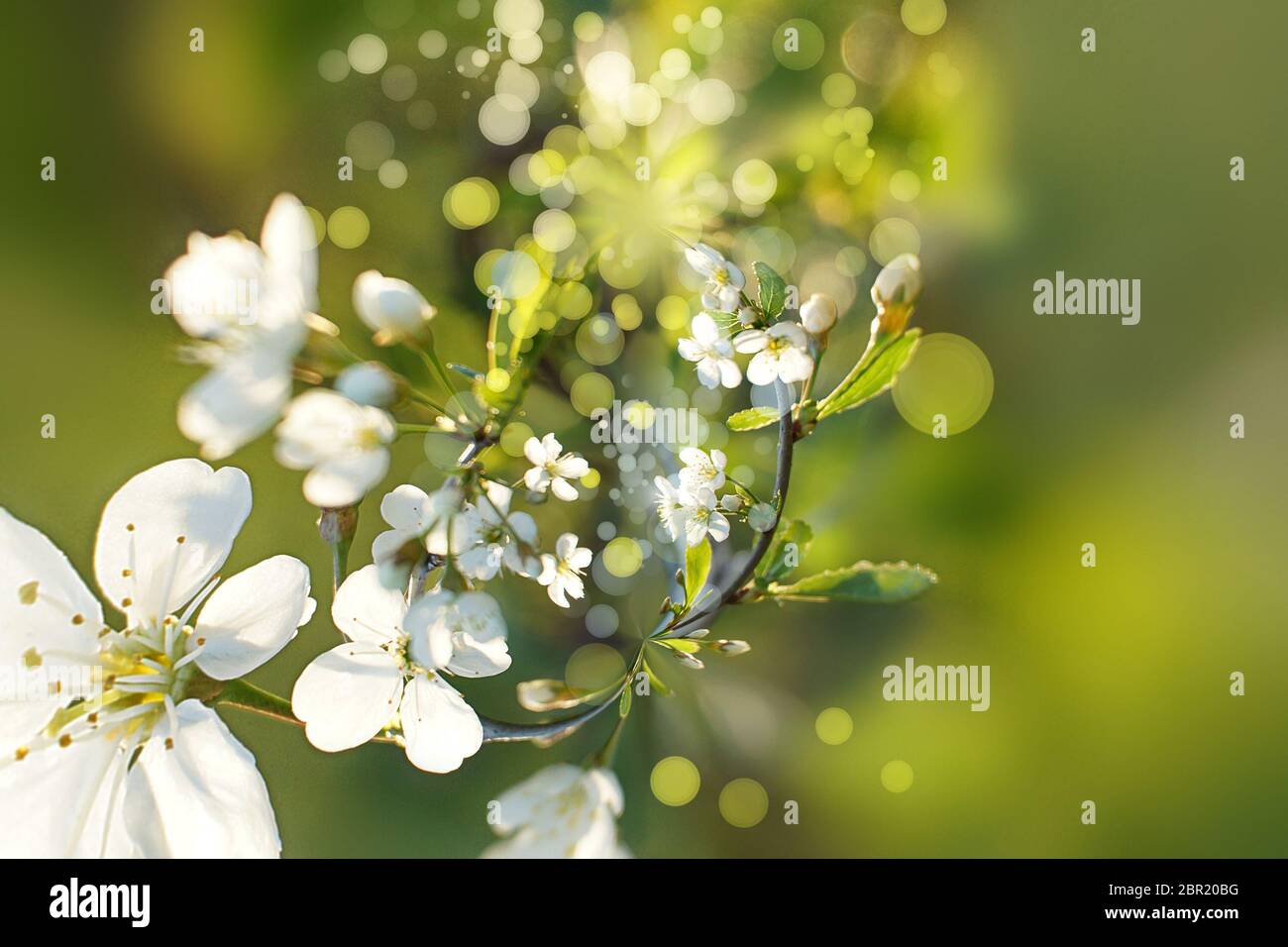 Kirschblüte Abend Licht Sonnenstrahlen Nahaufnahme Stockfoto