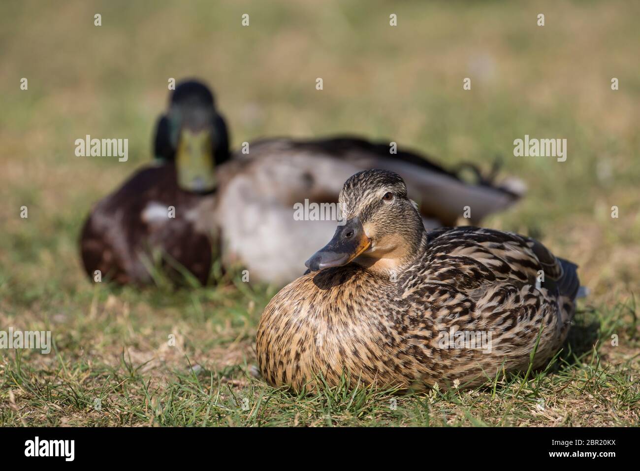 Weibliche Stockente (Anas platyrhyncjos) sitzt in der Sonne, UK Land. Stockfoto