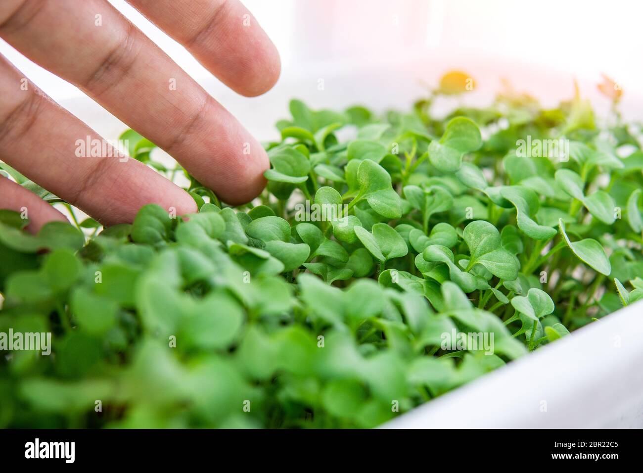 Micro Greens oder Sprossen von rohem lebendem Sprossen Gemüse sprießen aus Bio-Pflanzensamen. Pflanzen zu Hause wachsen, Ernährung, gesunde Ernährung Stockfoto