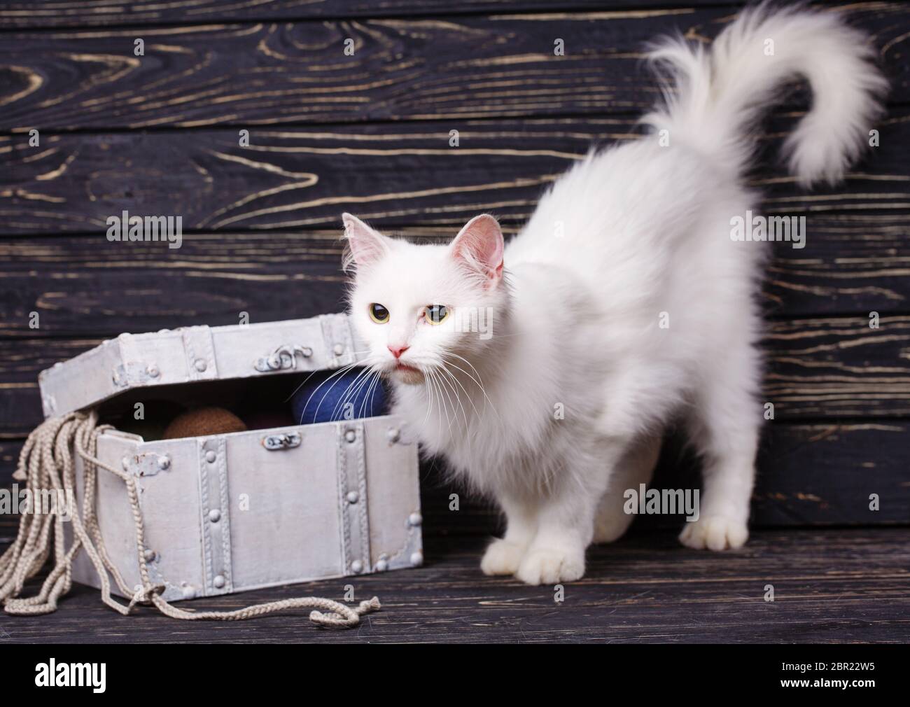 Weiße Katze Zerspanen in der Nähe der Brust mit Kugeln. Katze mit einem erhobenen Schwanz Stockfoto