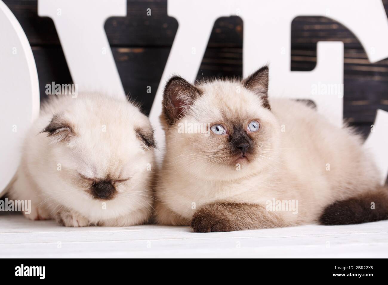 Scottish Straight und Scottish Fold Kitten. Konzept einer Packungsbeilage für PET-Produkte. Katzen liegen vor Buchstaben auf dunklem Hintergrund. Kitty ist Slee Stockfoto