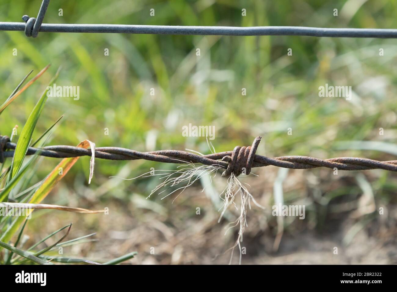 Dachs Haare auf einem Stacheldraht Zaun gefangen, wo die Tiere unter sie schieben, Teesdale, County Durham, Großbritannien Stockfoto