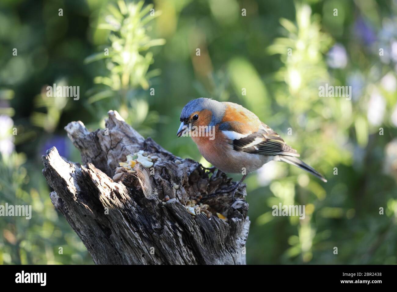 Männlicher Chaffinch (Fringilla Coalebs), der sich in einer Gartenumgebung auf einem Vogelsamen-Mix ernährt, Nordengland, Großbritannien Stockfoto