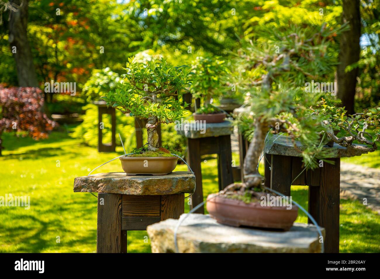 Bonsai Baum im japanischen Garten mit lila Busch im botanischen Garten  Troja in Prag, Tschechische republik Stockfotografie - Alamy