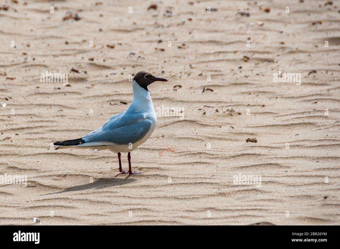 Eine schwarze Möwe (Chroicocephalus ridibundus) am Boscombe Beach in Dorset im Südwesten Englands. Stockfoto