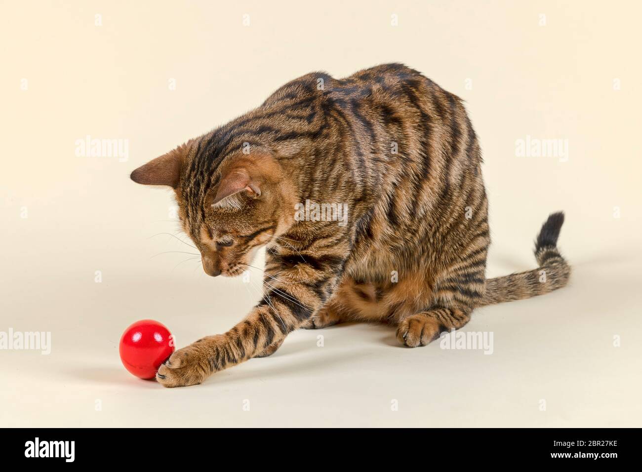 Rassekatze Toyger (Felis silberris catus), weiblich, Alter 2 Jahre, Farbe braun getigert, braun getigert, spielt mit rotem Osterei Stockfoto