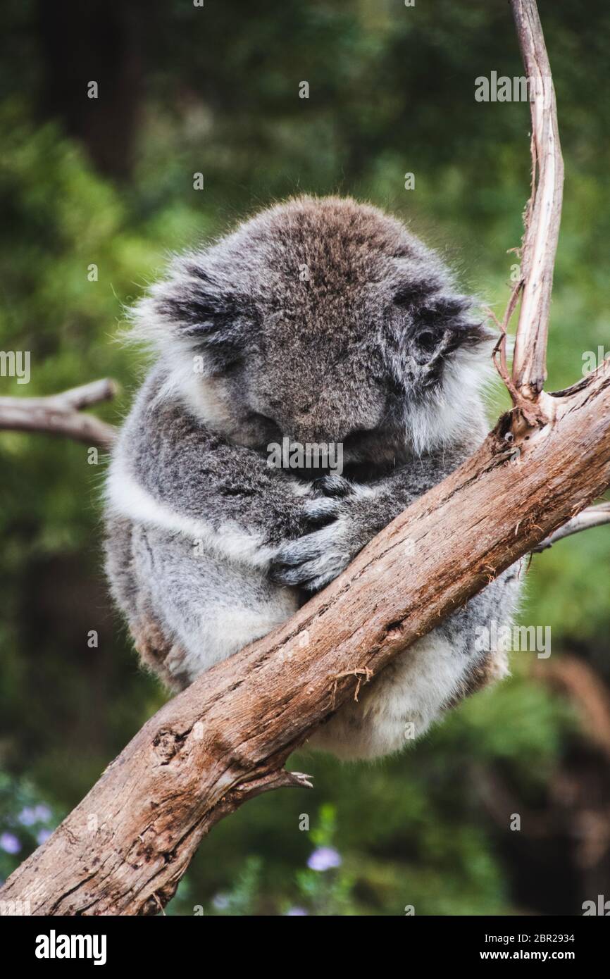 Schlafender Koala im healesville Sanctuary Stockfoto
