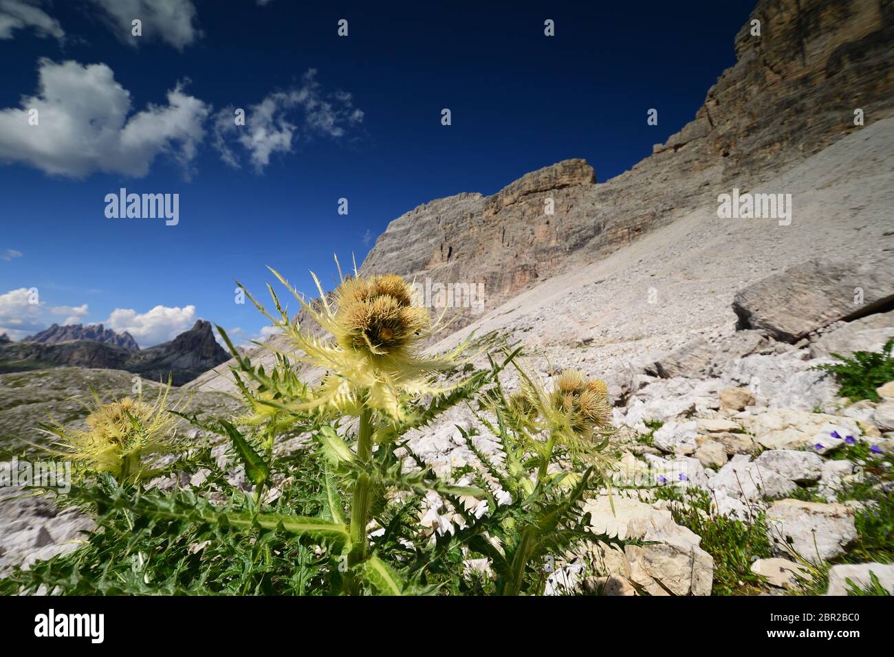 Spiniest Distel (Cirsium spinosissimum). Dolomiten, Italien Stockfoto