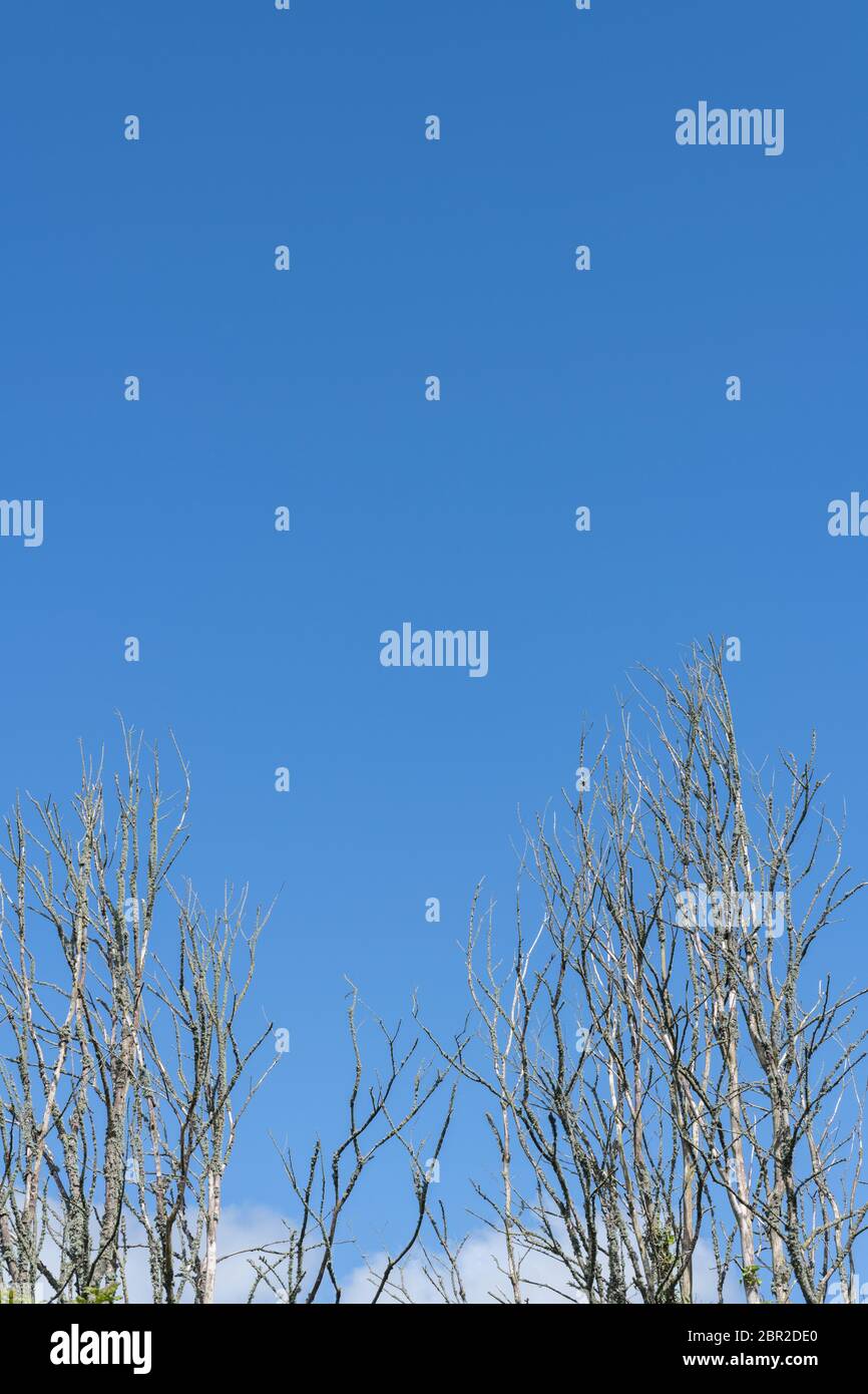 Tote Äste und Zweige von zwei toten Bäumen, die im Frühsommer vor dem  klaren blauen Himmel stehen. Metapher sterbende Pflanzen oder tote  Pflanzen, Bäume sterben ab Stockfotografie - Alamy