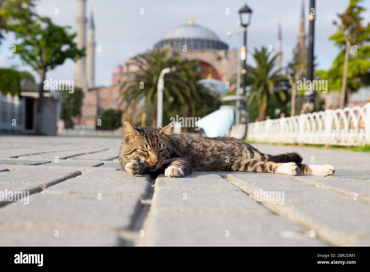 ISTANBUL, TÜRKEI - 13. MAI 2020: Während der Coronavirus Pandemie liegt eine Katze auf dem leeren Sultanahmet-Platz Stockfoto