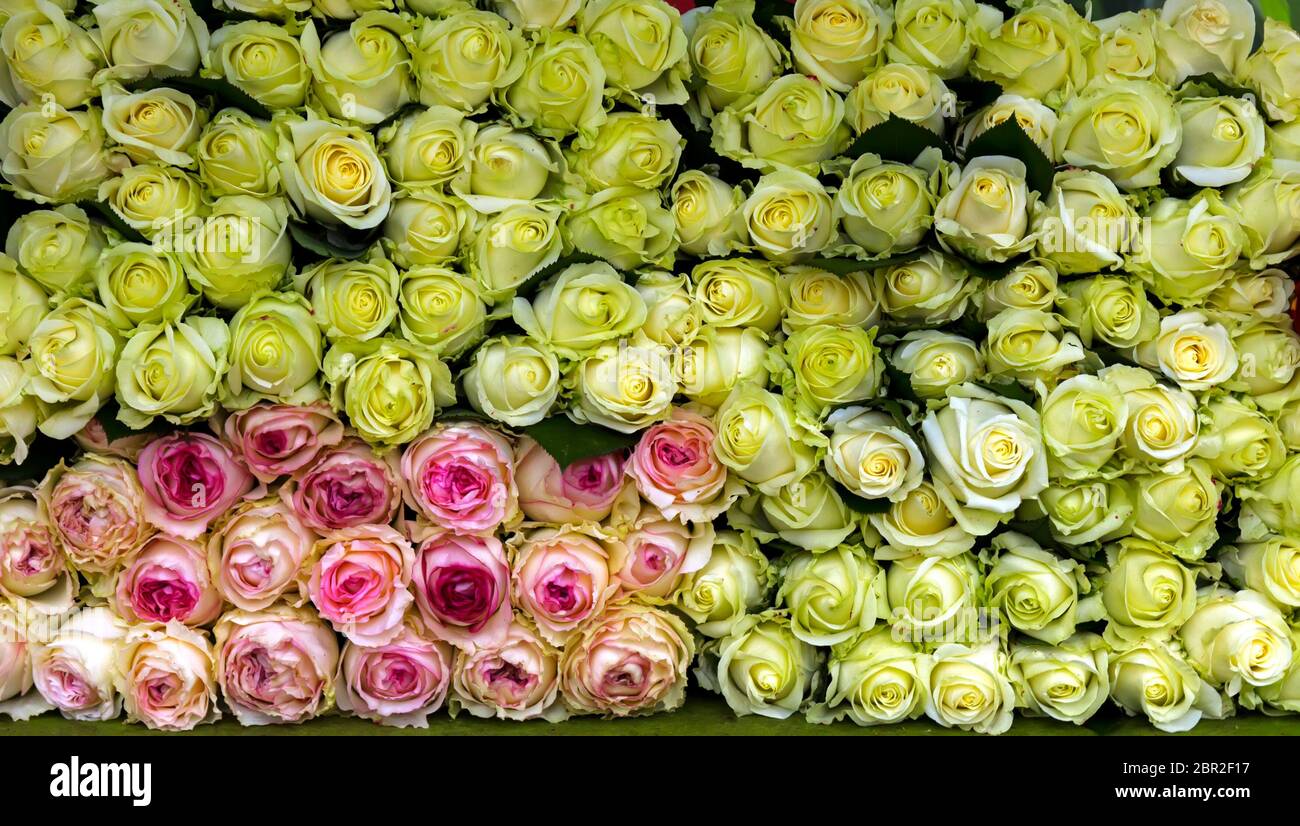 Schöne farbige Zeile von Rosen. Stockfoto