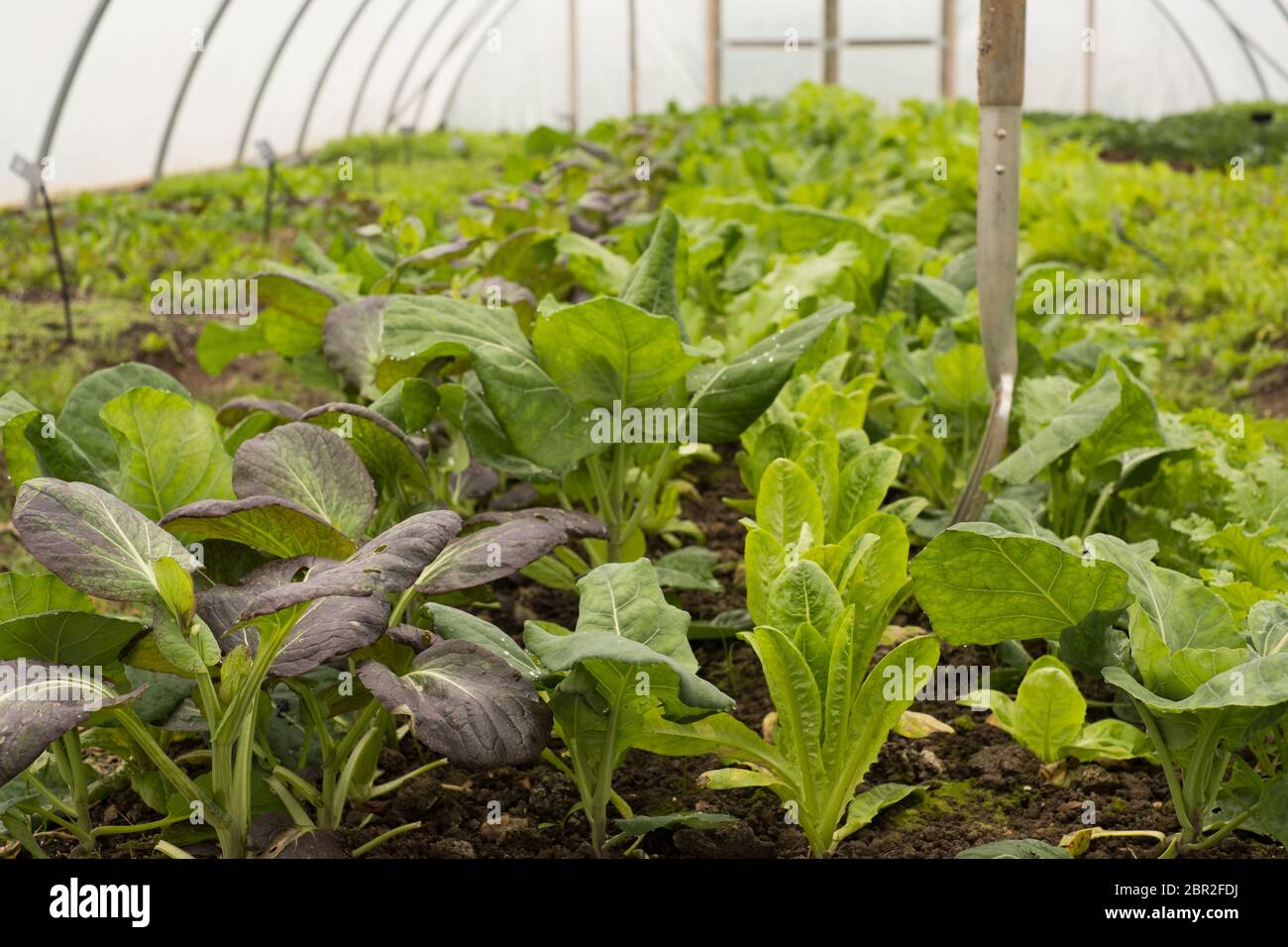 Salatblätter wachsen in einem Poly-Tunnel auf der Clinks Care Farm in Toft Monks, Norfolk Stockfoto