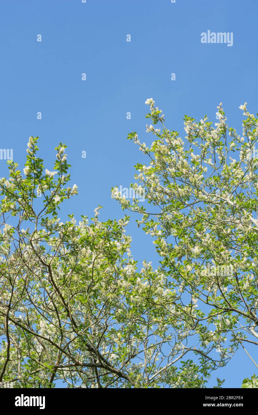 Flauschige weibliche Kätzchen auf Ziegenweide / Salix Caprea Baum gegen klaren blauen Himmel gesetzt. Medizinische Willow Arten wurden einmal in pflanzlichen Heilmitteln verwendet. Stockfoto