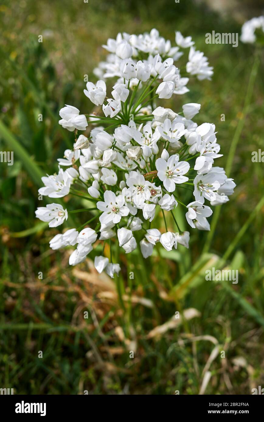 Allium neapolitanum weiße Blüten aus nächster Nähe Stockfoto