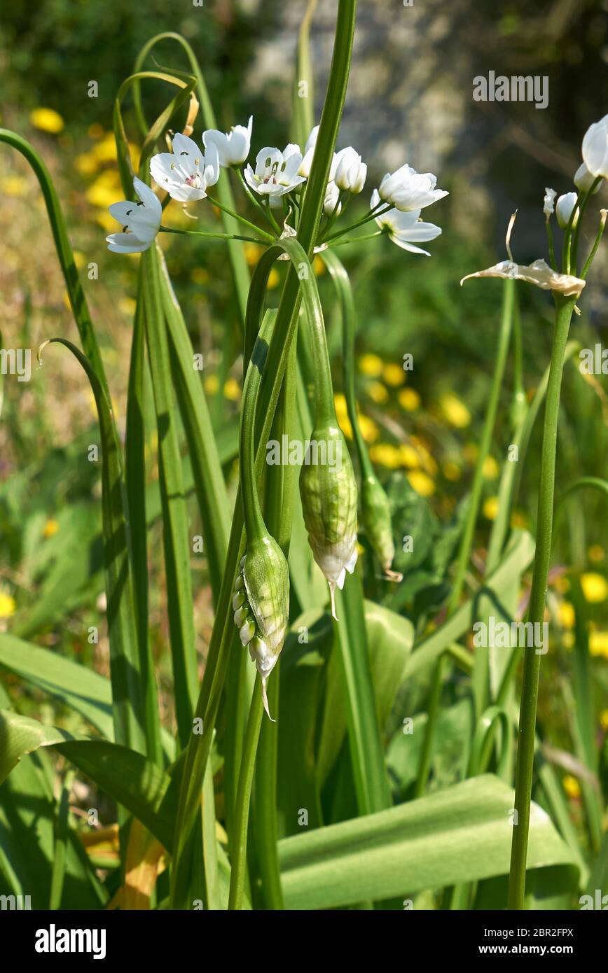 Allium neapolitanum weiße Blüten aus nächster Nähe Stockfoto