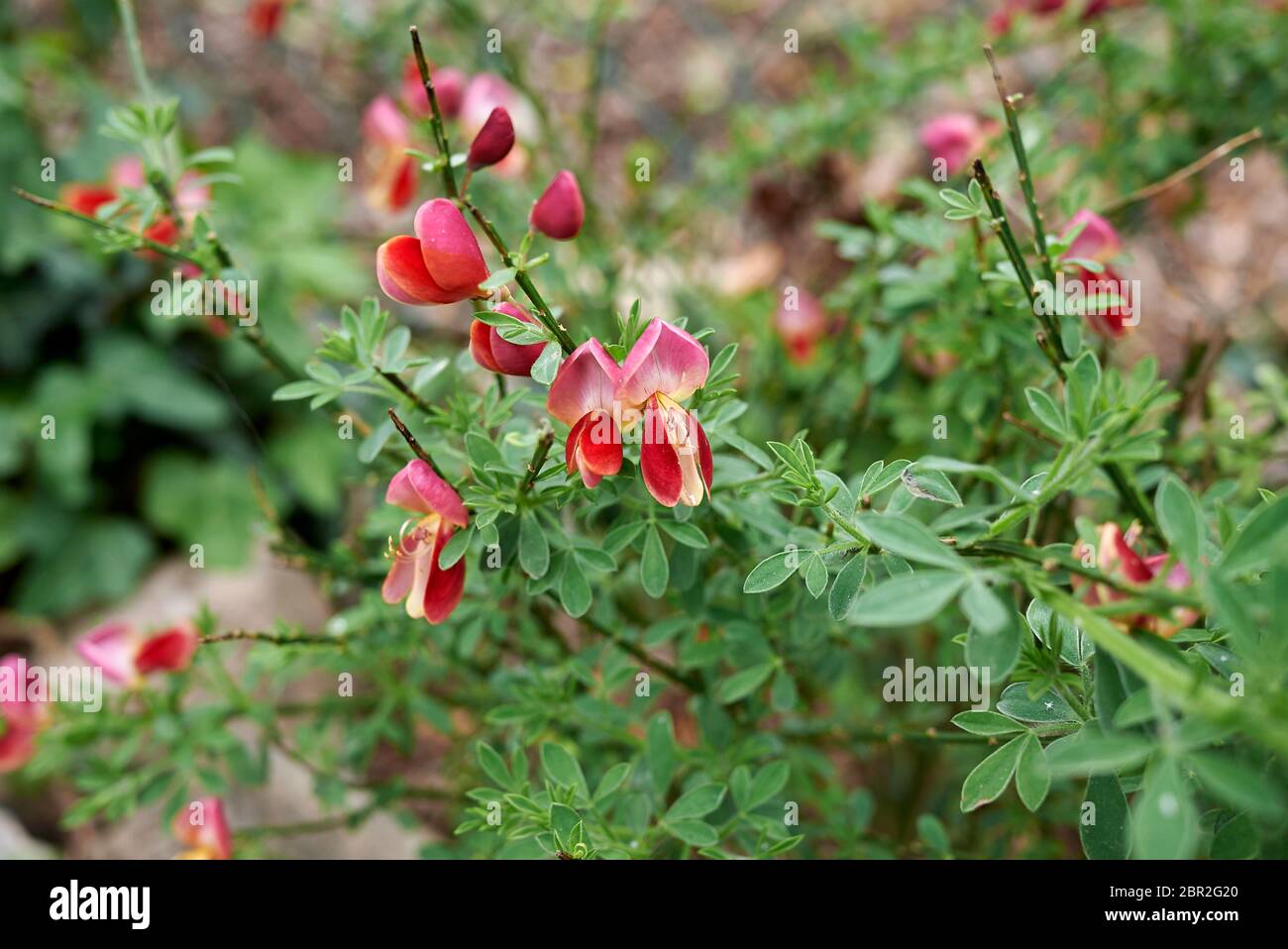 Cytisus Lena Bunte Blüte Stockfoto