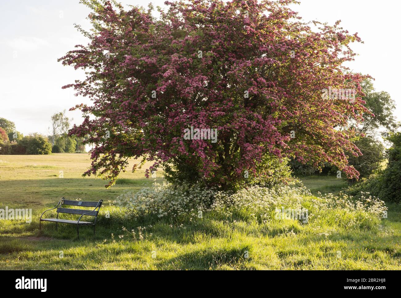 Rosafarbener Weißdornbaum (Crataegus) in Blüte auf Bristol Downs in Der Südwesten Großbritanniens Stockfoto